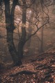 Mysterious forest - fantasy photo