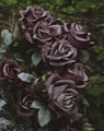 Purple roses. - fantasy photo