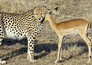  cheetah and छोटा सुन्दर बारहसिंघ, चिकारे