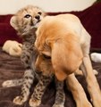 cheetah cub and companion - cheetah photo