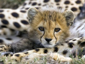  cheetah cub