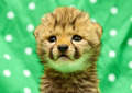 cheetah cub - cheetah photo