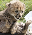 cheetah cub - cheetah photo