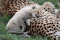 cheetah cub napping - cheetah photo