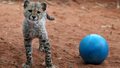 cheetah cub playing - cheetah photo