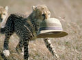 cheetah cub with a hat - cheetah photo