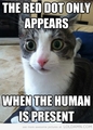 ❤ Cat Memes ❤ - random photo