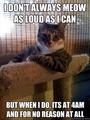 ❤ Cat Memes ❤ - random photo