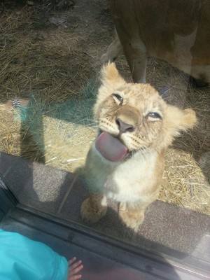  Adorable lion cub