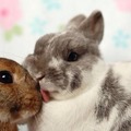 Bunnies       - animals photo