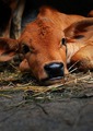 Cow                    - animals photo