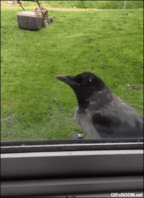 Crow           