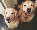 Dogs                - dogs photo