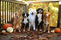 Dogs                   - dogs photo