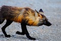 Fox                  - animals photo