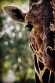 Giraffe            - animals photo