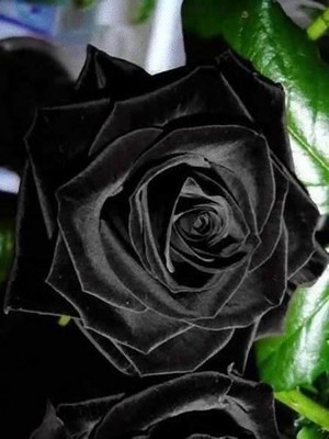  Gothic rose