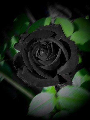  고딕 rose