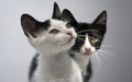 Kittens     - cats wallpaper