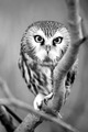 Owl                - animals photo