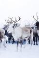 Reindeer         - animals photo