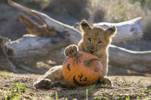  San Diego Safari Park lion cub w/ a 호박