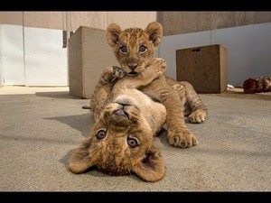  San Diego Safari Park lion cubs