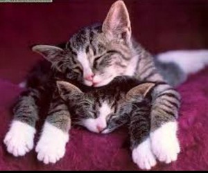 TWO CATS SLEEP