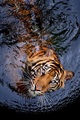 Tiger              - animals photo