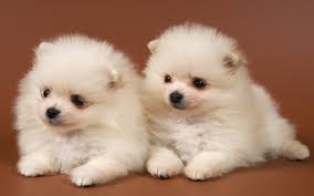  adorable little white 子犬 :)