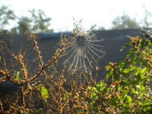  spiderweb in the garden