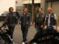 7x12 - Red Rose - Tig, Jax, Chibs and Happy - sons-of-anarchy photo