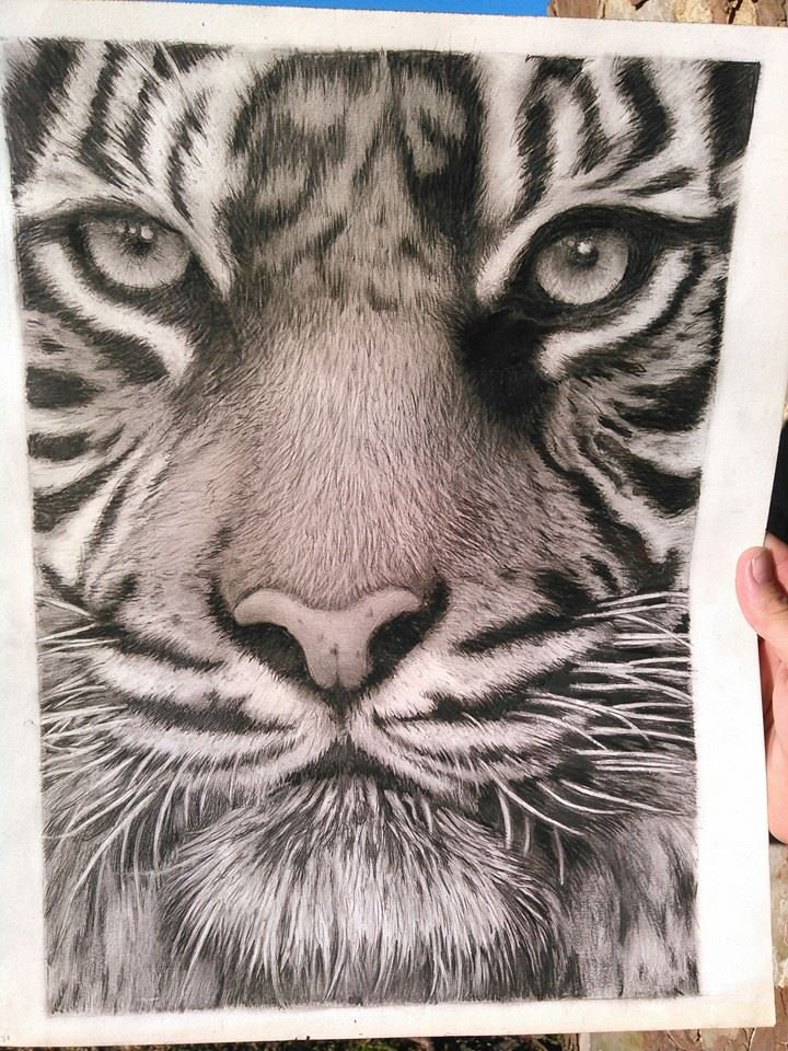 A pencil drawing. It took about 40 hours to complete. - Tigers Photo  (37835900) - Fanpop