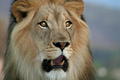 African Male Lion - lions photo
