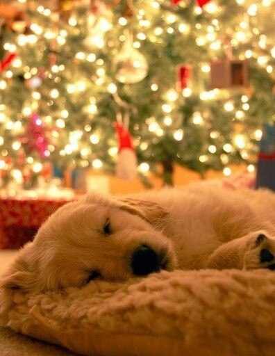 Christmas Puppy - Christmas Photo (37835184) - Fanpop