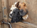Dogs             - dogs photo