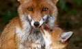 Fox              - random photo