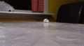 Hamster    - random photo