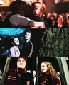 Hermione/Harry ☆ - harry-and-hermione photo