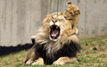 Lion and cub - lions photo