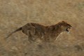 Lioness hunting - lions photo