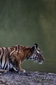 Tiger      - animals photo