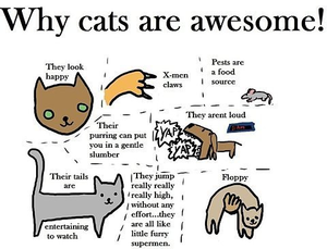 Why Cats Are Awesome!