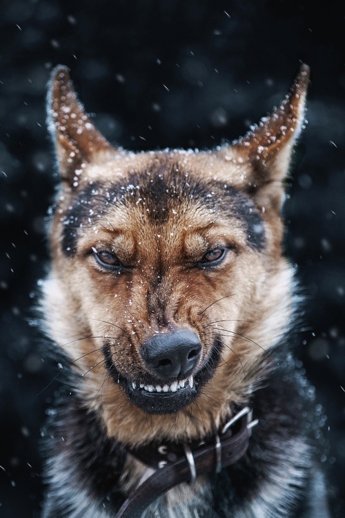Angry Dog          - Dogs Photo (37981489) - Fanpop