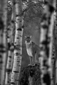 Cougar               - animals photo