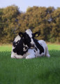 Cow              - animals photo