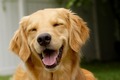 Happy Dog  - dogs photo