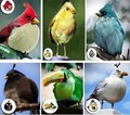 What a kinship! - angry-birds fan art