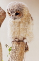 Owl                   - animals photo