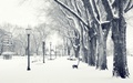 winter - Winter     wallpaper